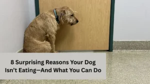 8 Surprising Reasons Your Dog Isn’t Eating—And What You Can Do