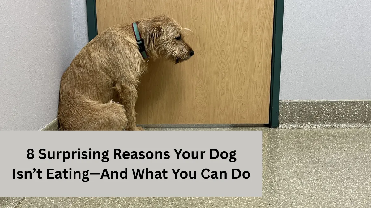 8 Surprising Reasons Your Dog Isn’t Eating—And What You Can Do