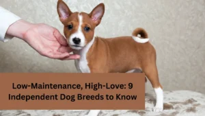 Low-Maintenance, High-Love: 9 Independent Dog Breeds to Know