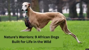 Nature’s Warriors: 9 African Dogs Built for Life in the Wild