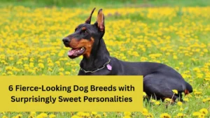 6 Fierce-Looking Dog Breeds with Surprisingly Sweet Personalities