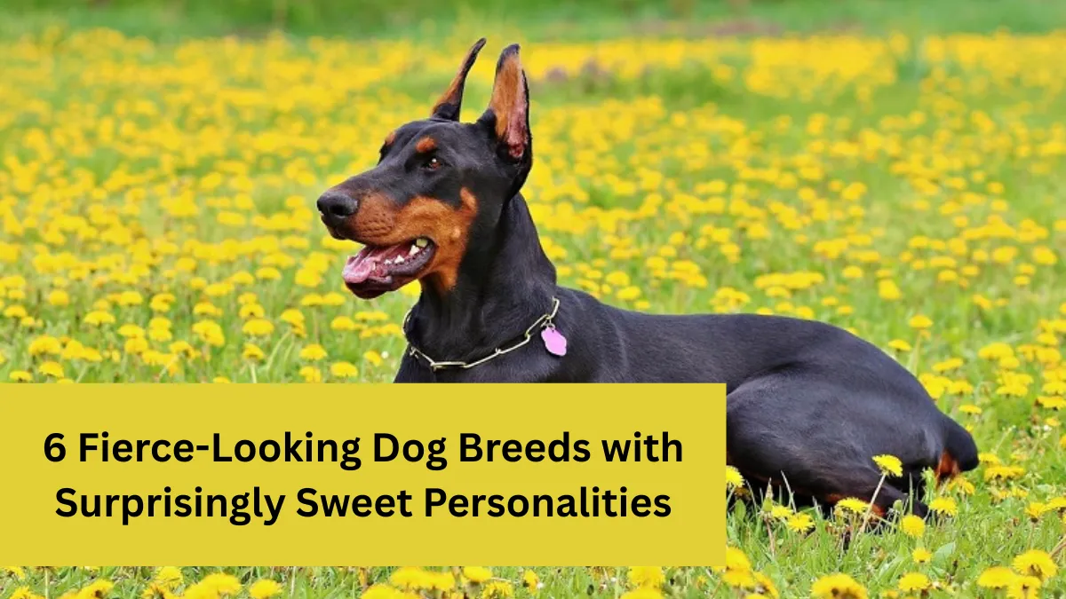 6 Fierce-Looking Dog Breeds with Surprisingly Sweet Personalities