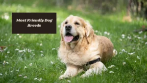 7 Dog Breeds Most Friendly to Strangers