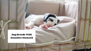 Dog Breeds With Sensitive Stomach