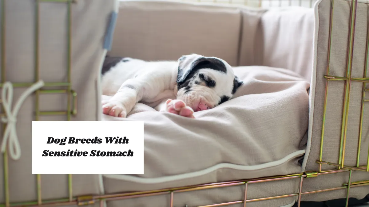 7 Dog Breeds With Sensitive Stomach That Require Extra Care