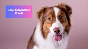 Most Colorful Dog Breeds