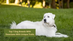 Top 7 Dog Breeds With Dewclaws With Unique Traits