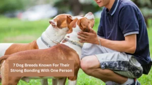 7 Dog Breeds Known For Their Strong Bonding With One Person