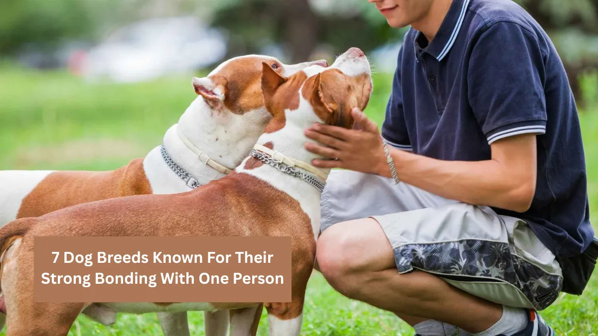 7 Dog Breeds Known For Their Strong Bonding With One Person