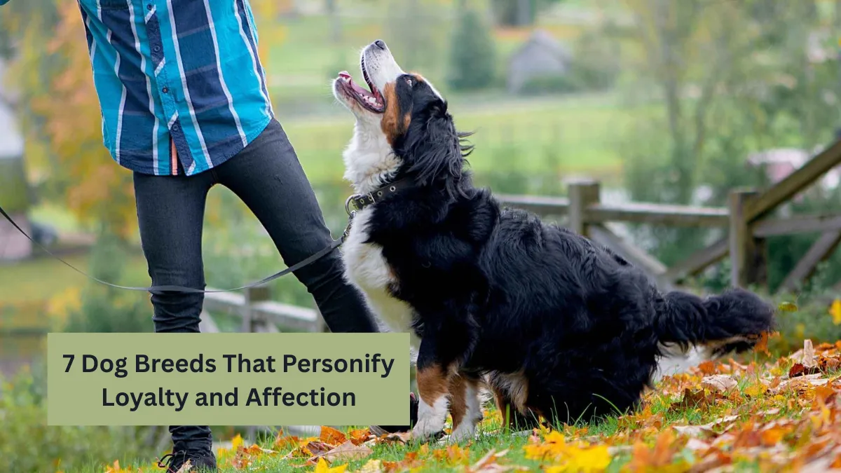 7 Dog Breeds That Personify Loyalty and Affection