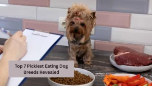 Top 7 Pickiest Eating Dog Breeds Revealed