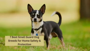 7 Best Small Guard Dog Breeds for Home Safety & Protection