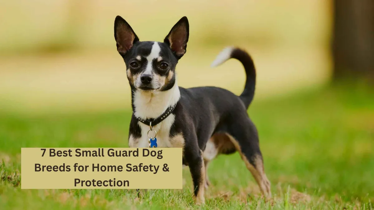 7 Best Small Guard Dog Breeds for Home Safety & Protection