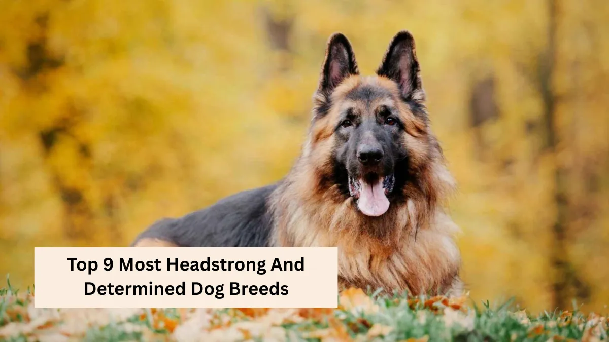 Top 9 Most Headstrong And Determined Dog Breeds