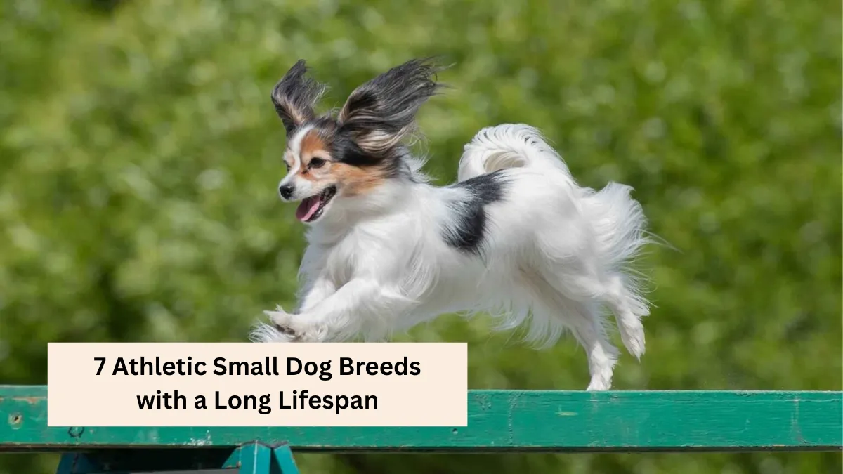 7 Athletic Small Dog Breeds with a Long Lifespan