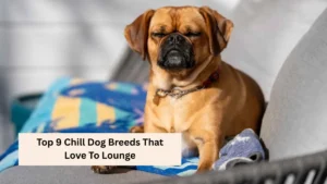 Top 9 Chill Dog Breeds That Love To Lounge