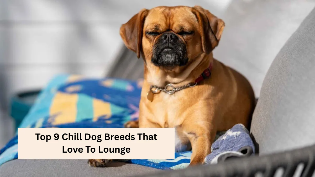 Top 9 Chill Dog Breeds That Love To Lounge
