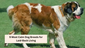 9 Most Calm Dog Breeds for Laid-Back Living
