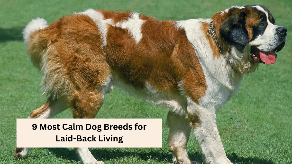 9 Most Calm Dog Breeds for Laid-Back Living